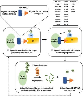 Ubiquitin signaling in pancreatic ductal adenocarcinoma